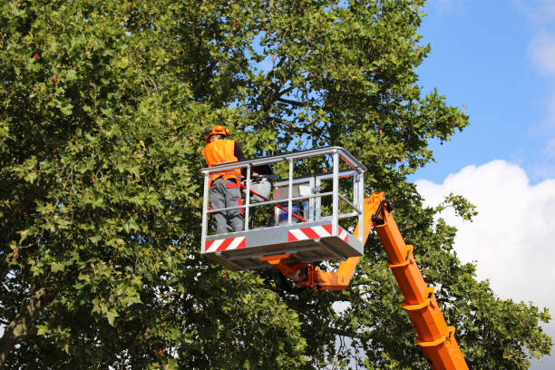 Best Hedge Trimming  in Loveland Park, OH